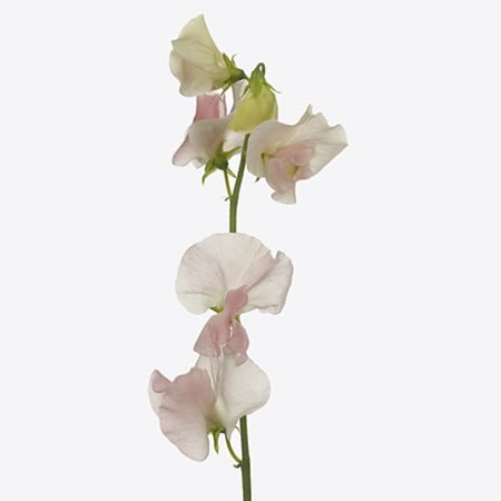 SWEET PEAS CHAMPAGNE