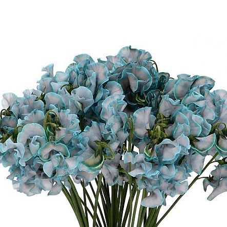 SWEET PEAS DYED PASTEL BLUE