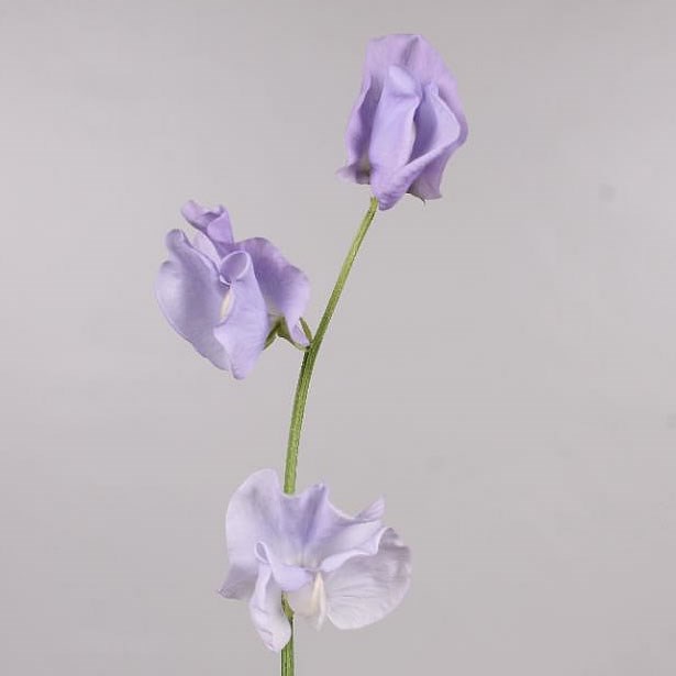 SWEET PEAS LAVENDER