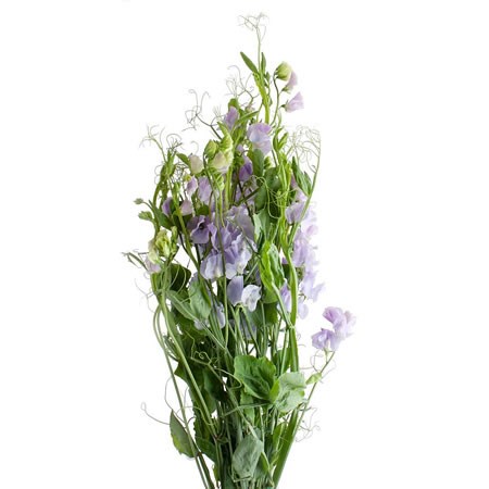 SWEET PEAS LAVENDER (EXTRA)