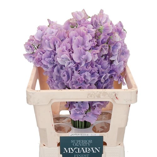 SWEET PEAS LAVENDER (JAPAN)