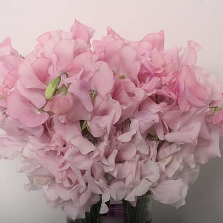 SWEET PEAS LIGHT PINK