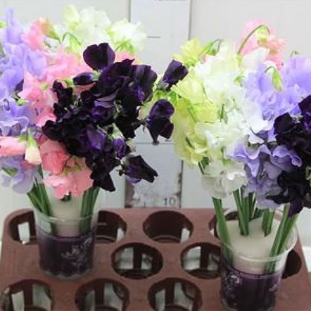 SWEET PEAS MIXED (COLS MAY VARY)