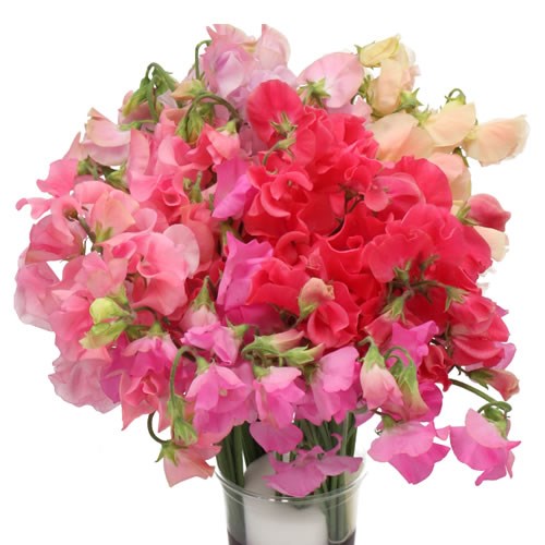 SWEET PEAS MUMS FAVOURITE MIX