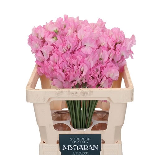 SWEET PEAS ODORATUS PINK (JAPAN)
