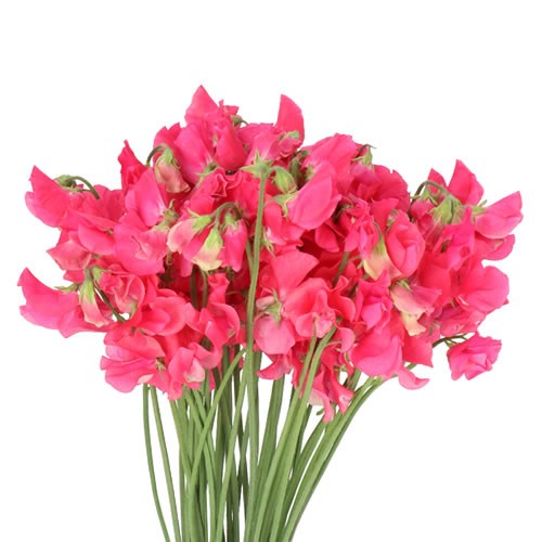SWEET PEAS PARFUM CORAL