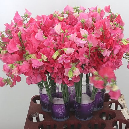 SWEET PEAS PARFUM CORAL