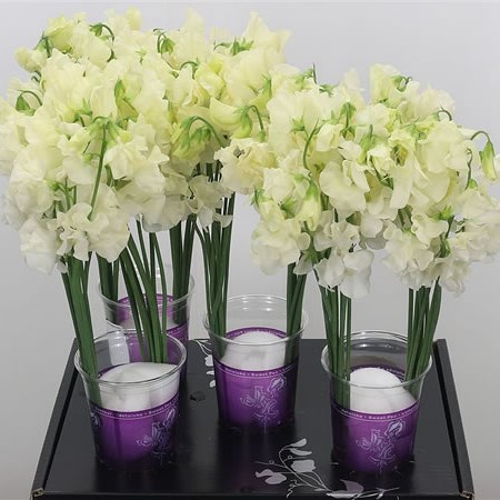 SWEET PEAS PARFUM CREAM