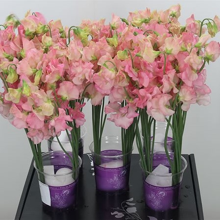 SWEET PEAS PARFUM SALMON