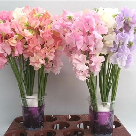 SWEET PEAS PASTEL MIX