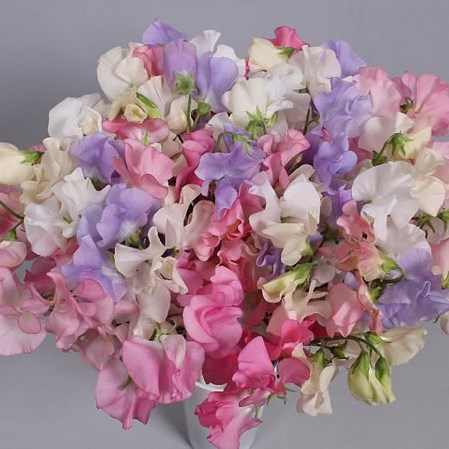 SWEET PEAS PASTEL MIX (COLS MAY VARY)