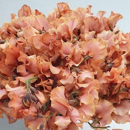 SWEET PEAS PUMPKIN MAGIC (DYED)