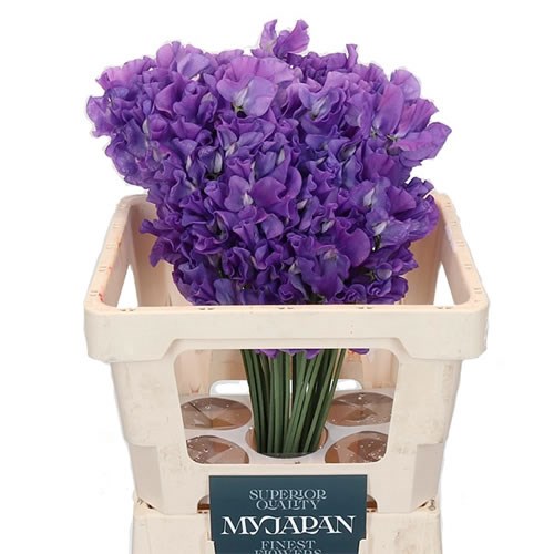 SWEET PEAS PURPLE (JAPAN)