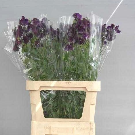 SWEET PEAS SUNSHINE NAVY EXTRA