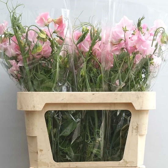 SWEET PEAS SUNSHINE PINK EXTRA