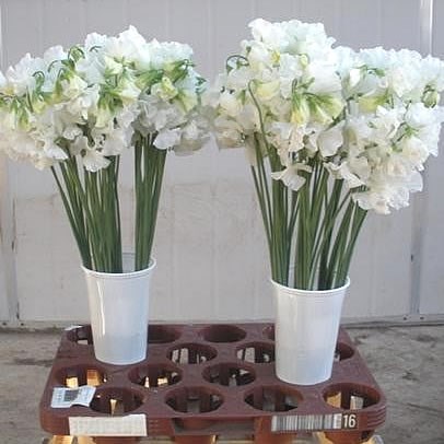 SWEET PEAS SUNSHINE WHITE