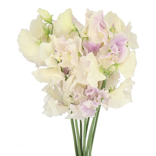 SWEET PEAS WEDDING ELEGANCE