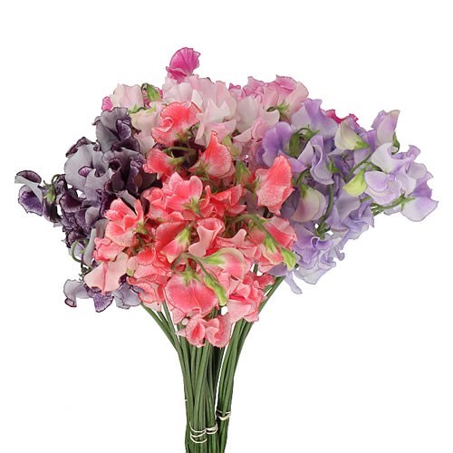 SWEET PEAS WEDDING MIX