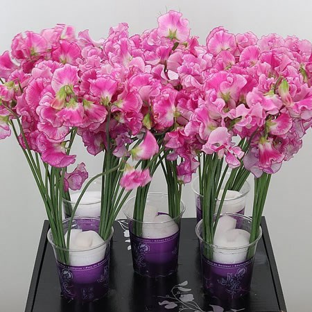 SWEET PEAS WEDDING ROSE