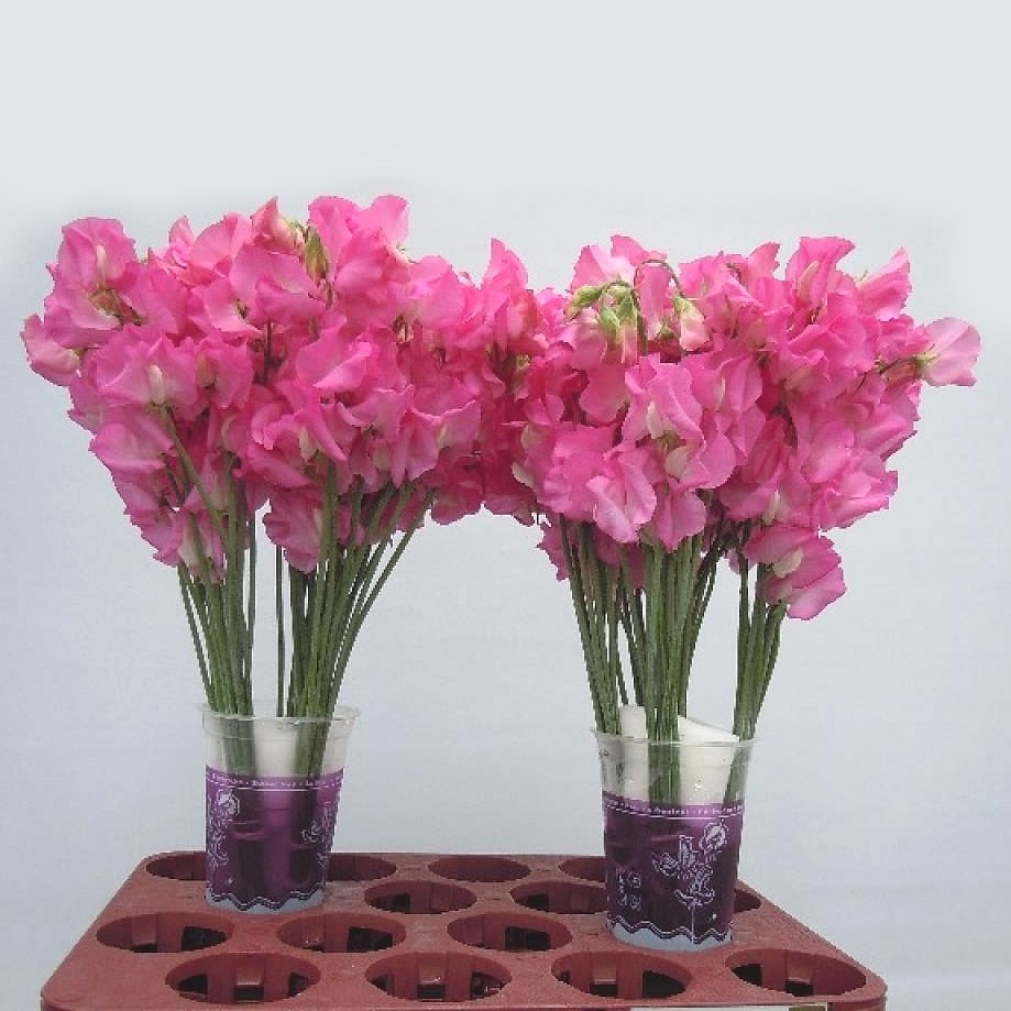 sweetpea winter