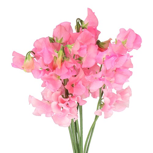 SWEET PEAS WINTER SUNSHINE PINK