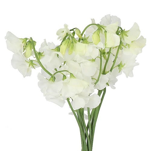SWEET PEAS WINTER SUNSHINE WHITE 50cm Wholesale Dutch Flowers