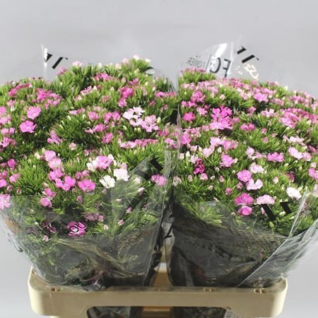 SWEET WILLIAMS AMAZON PINK MAGIC