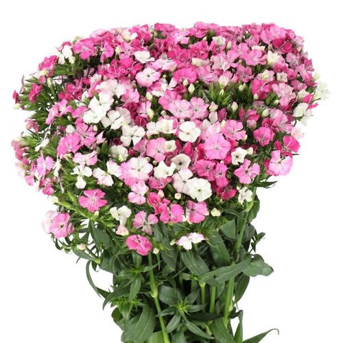 SWEET WILLIAMS AMAZON ROSE MAGIC