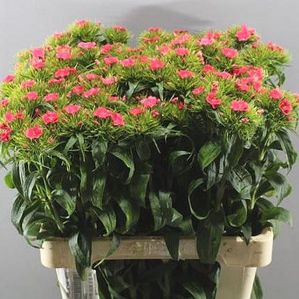 SWEET WILLIAMS BARBARELLA SALMON PINK