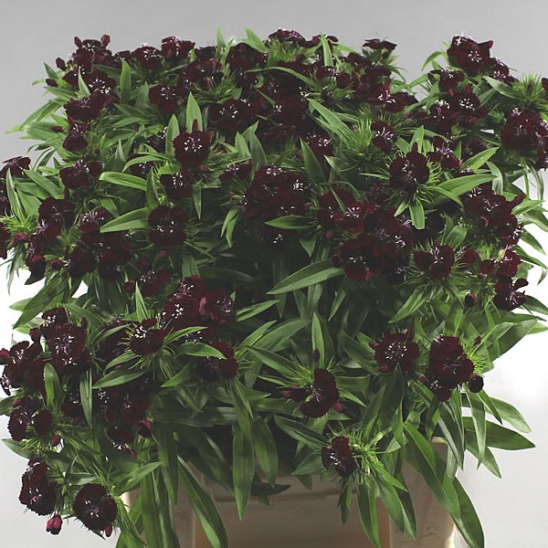 SWEET WILLIAMS BLACK CHERRY