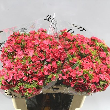 SWEET WILLIAMS CORAL