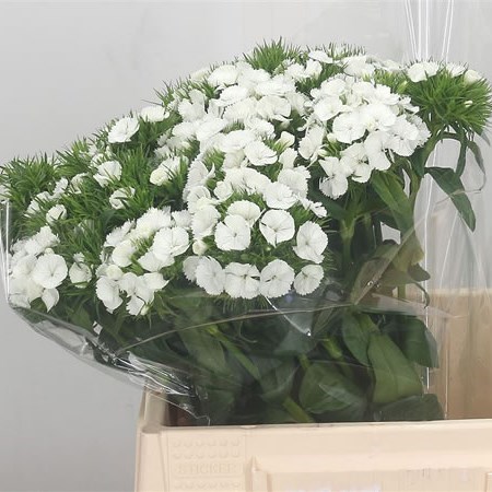 SWEET WILLIAMS WHITE DUKE BREANTHUS