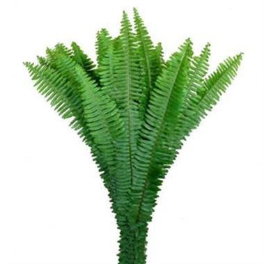 SWORD / LADDER FERN