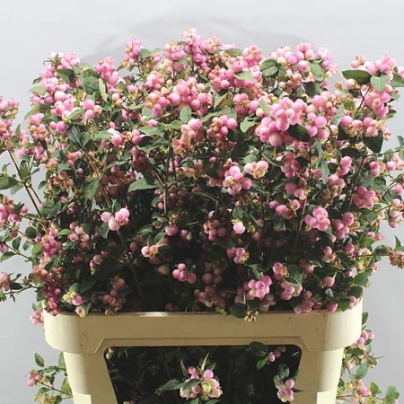SYMPHORICARPOS CHARMING FANTASY