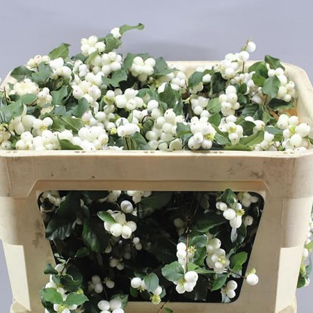 SYMPHORICARPOS MAGIC MILKY WAY