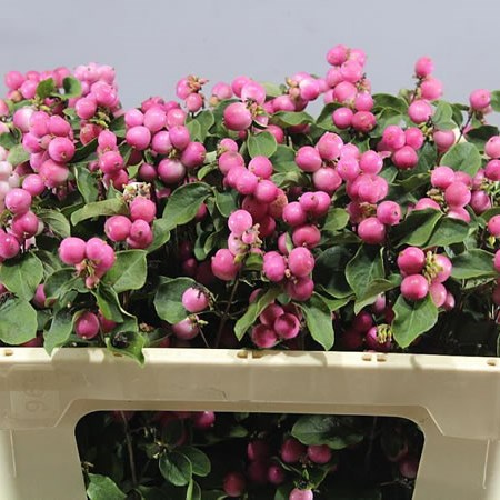SYMPHORICARPOS MAGIC TEMPTATION