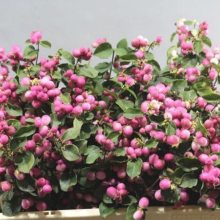 SYMPHORICARPOS MAGIC TEMPTATION