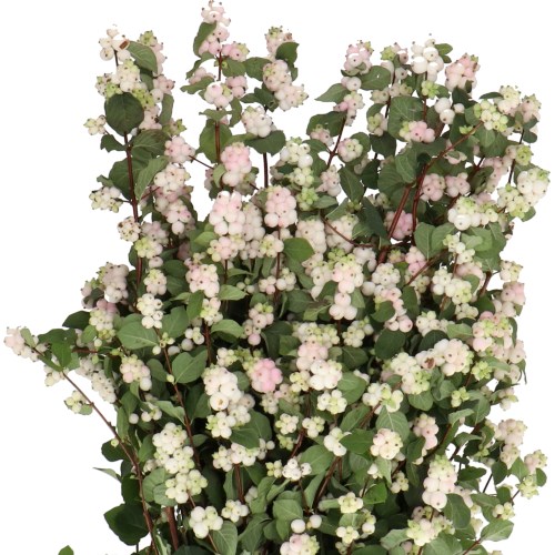 SYMPHORICARPOS MAGICAL AUTUMN BLUSH
