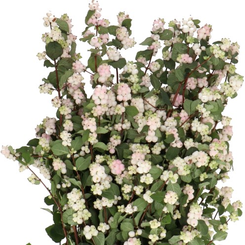 SYMPHORICARPOS MAGICAL AUTUMN BLUSH