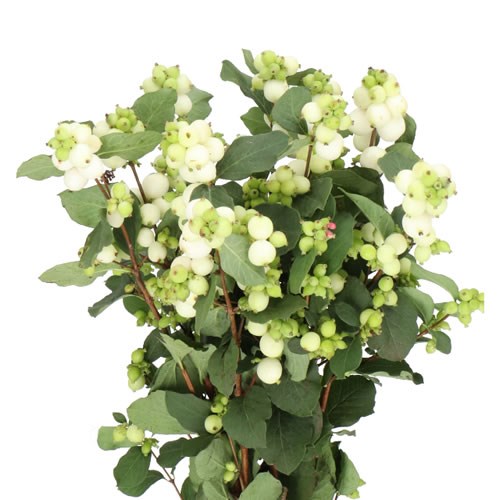 SYMPHORICARPOS MAGICAL AVALANCHE