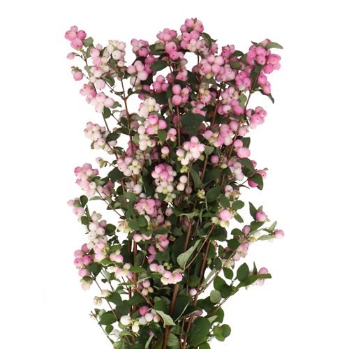 SYMPHORICARPOS MAGICAL CHARMING FANTASY