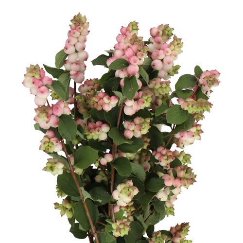 SYMPHORICARPOS MAGICAL JOY
