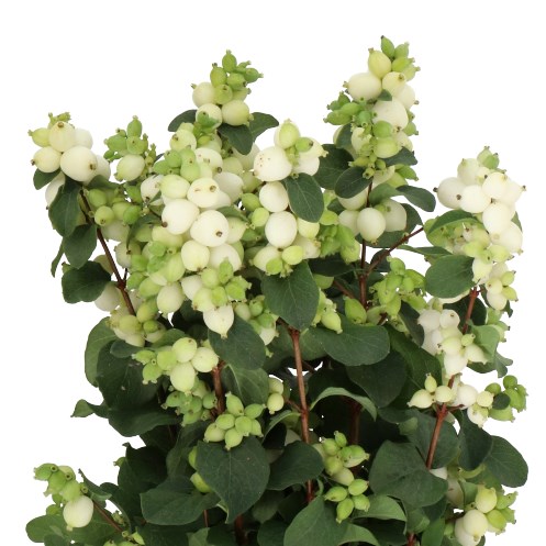 SYMPHORICARPOS MAGICAL LEMON LIME