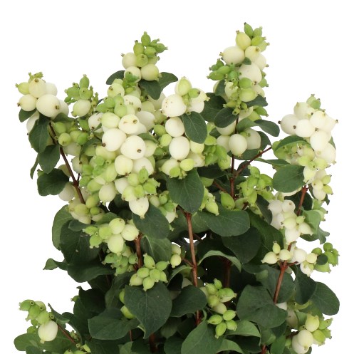 SYMPHORICARPOS MAGICAL LEMON LIME
