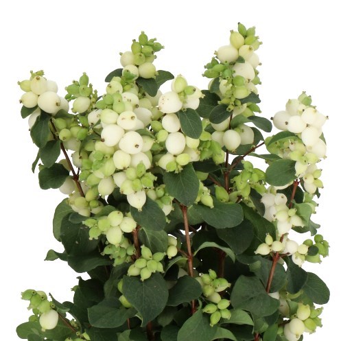 SYMPHORICARPOS MAGICAL LEMON LIME