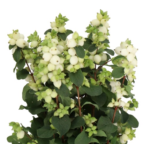 SYMPHORICARPOS MAGICAL LEMON LIME