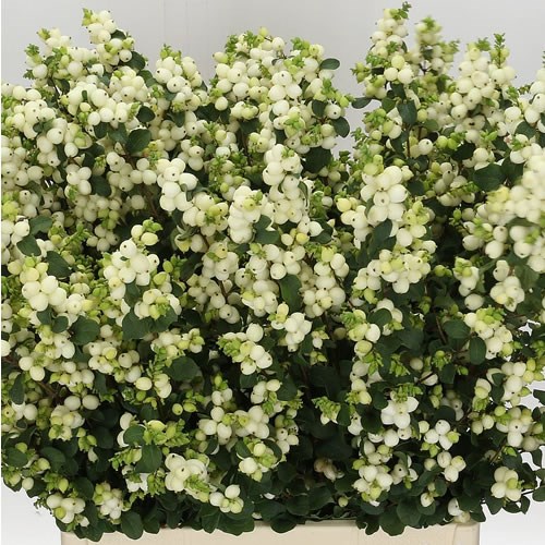 SYMPHORICARPOS MAGICAL LEMON LIME