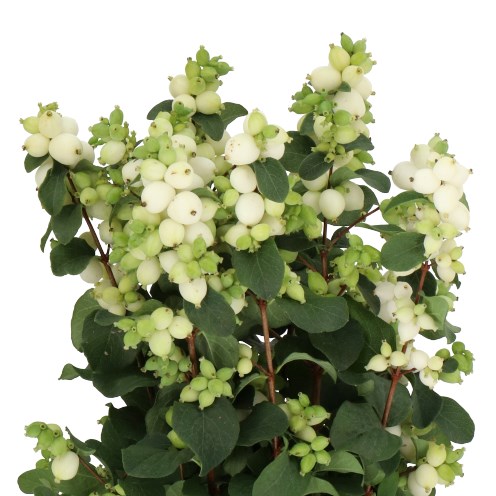 SYMPHORICARPOS MAGICAL LEMON LIME