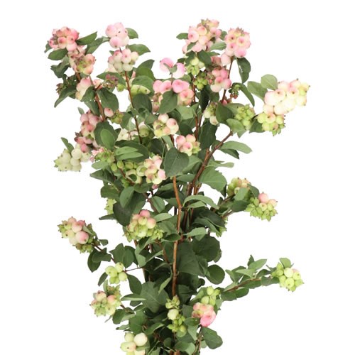 SYMPHORICARPOS MAGICAL MELODY