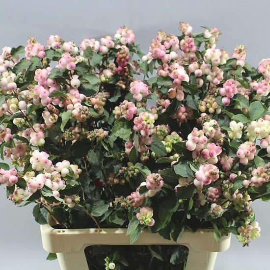 SYMPHORICARPOS MAGICAL MELODY